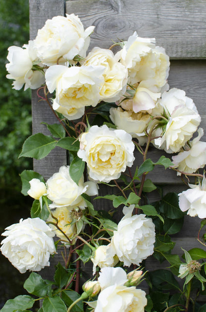 Rosa Crazy in Love ‘Vanilla’ – Rosier grimpant crème – D15cm x H65cm - Verdeia