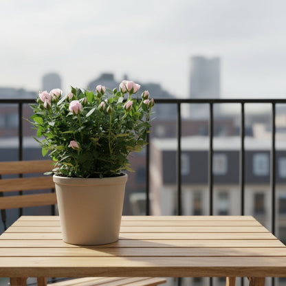 Rosa Jewel Patio Baby — Ø17 x H30 cm - Verdeia - 4