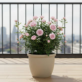 Rosa Jewel Patio Baby — Ø17 x H30 cm - Verdeia - 3