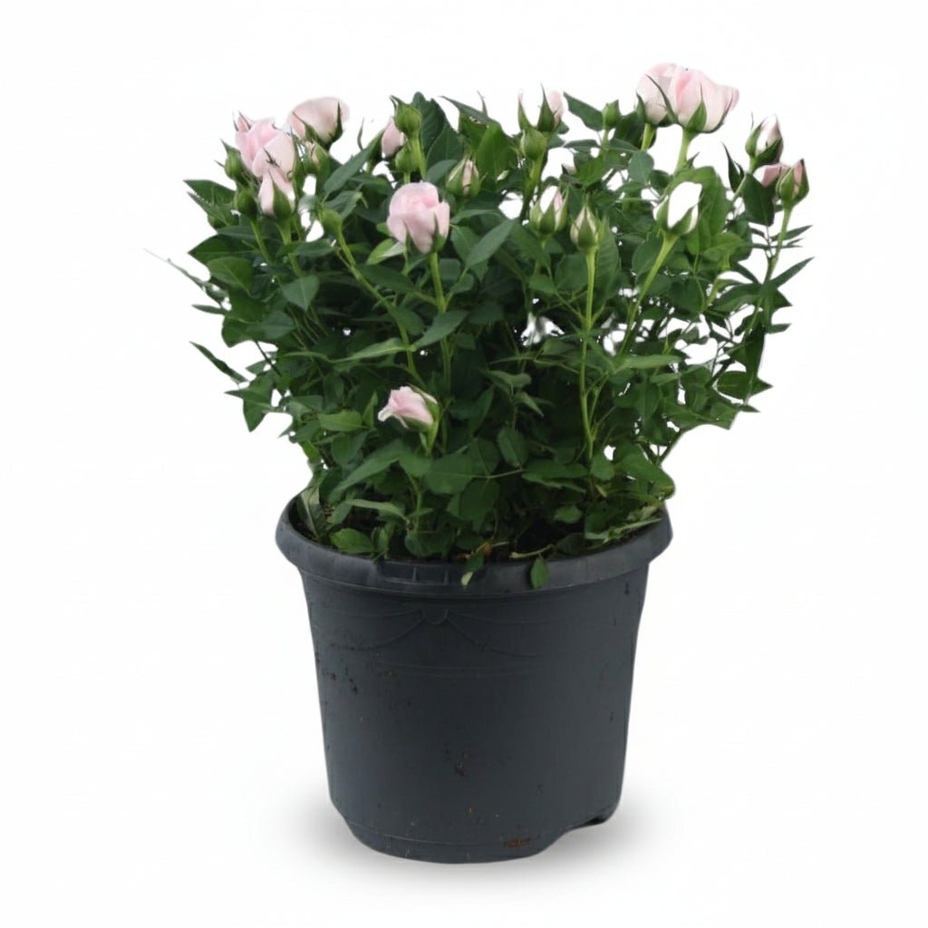 Rosa Jewel Patio Baby — Ø17 x H30 cm - Verdeia - 1