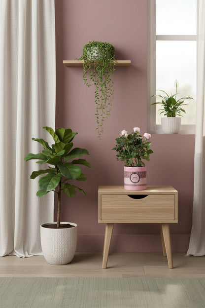 Rosa Light Pink &