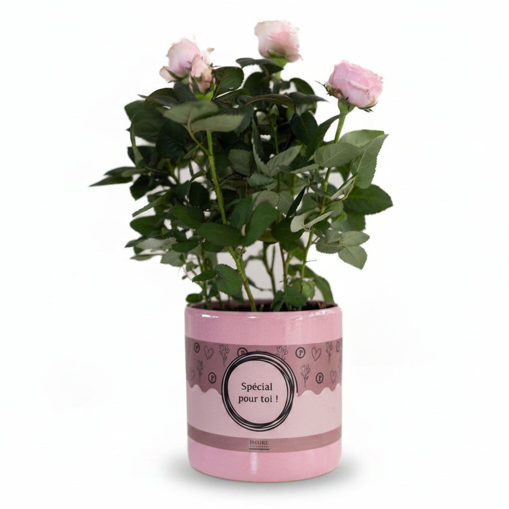 Rosa Light Pink &