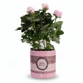 Rosa Light Pink &