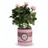Rosa Light Pink &