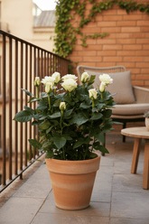 Rosal Blanco H45 cm | Maceta Ø17 cm - Verdeia - 5