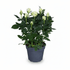 Rosier Blanc H45 cm | Pot Ø17 cm - Verdeia - 1