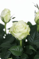Rosal Blanco H45 cm | Maceta Ø17 cm - Verdeia - 2