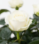 Rosal enano blanco — Ø12 x H30 cm — Listo para colocar — Cerámica blanca - Verdeia - 2