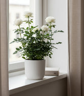 Rosal enano blanco — Ø12 x H30 cm — Listo para colocar — Cerámica blanca - Verdeia - 4