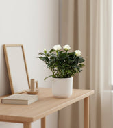 Rosal enano blanco — Ø12 x H30 cm — Listo para colocar — Cerámica blanca - Verdeia - 5