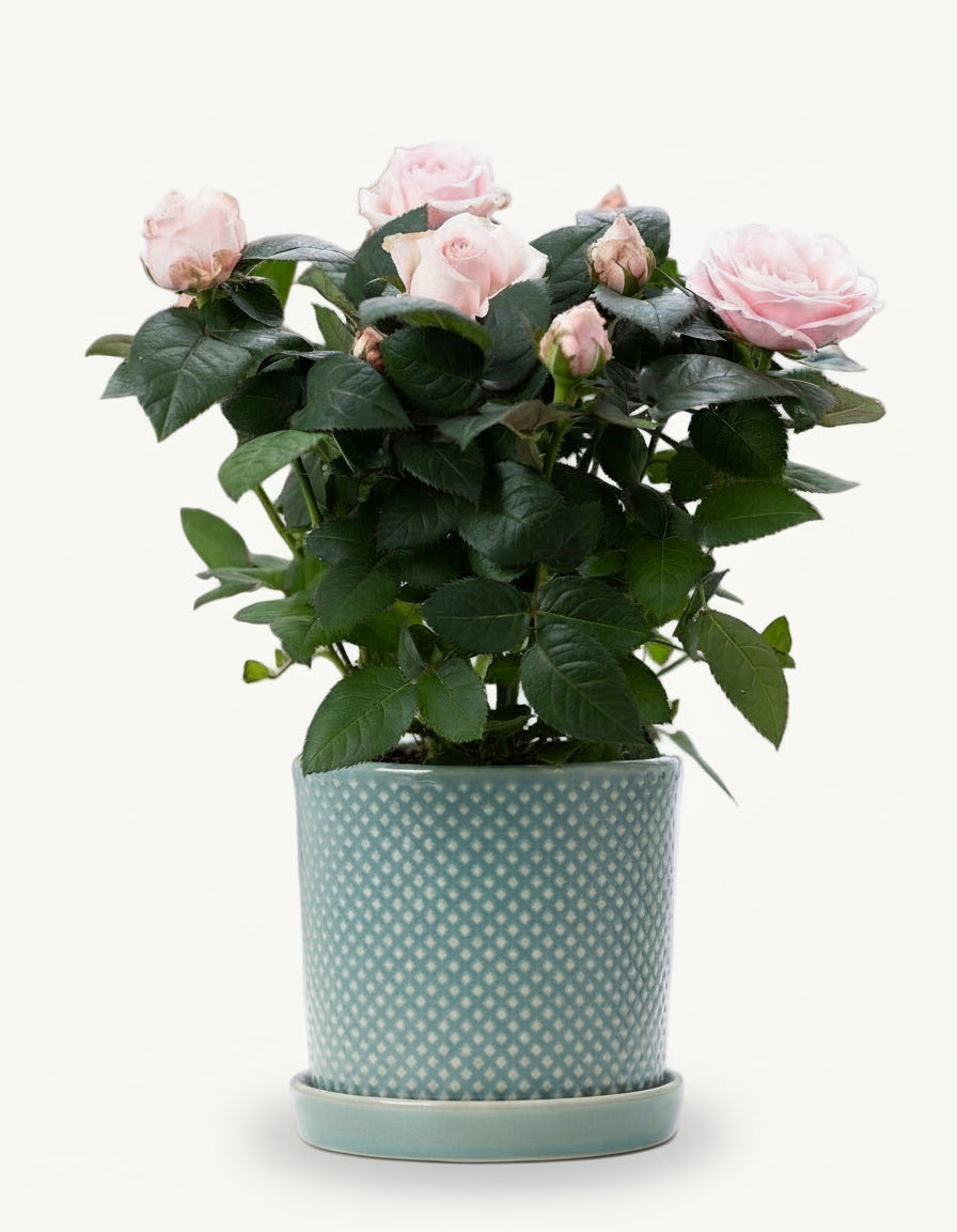 Rosal enano rosa pálido — Ø12 x H30 cm — Listo para colocar — Cerámica azul - Verdeia - 1