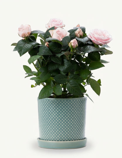 Rosal enano rosa pálido — Ø12 x H30 cm — Listo para colocar — Cerámica azul - Verdeia - 1