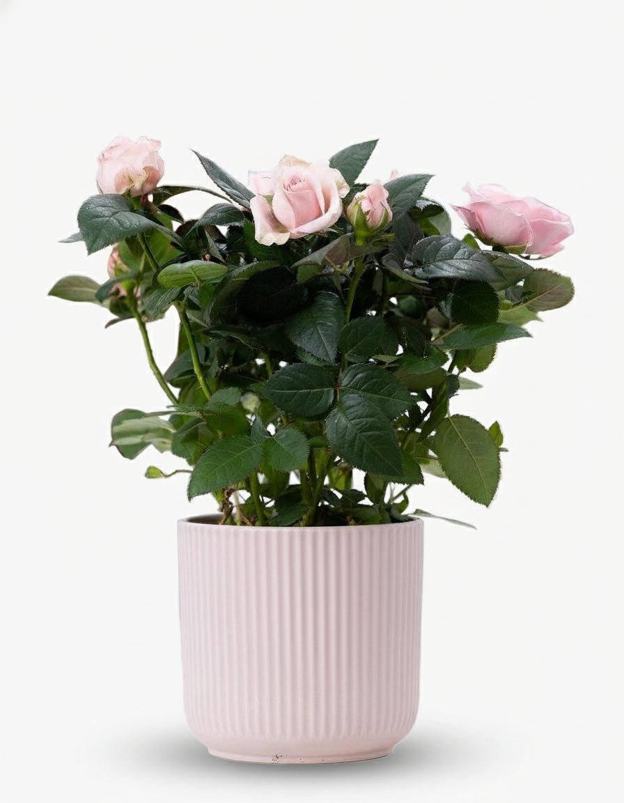Rosier nain rose pâle — Ø12 x H30 cm — Prête à poser — Céramique rose - Verdeia - 1