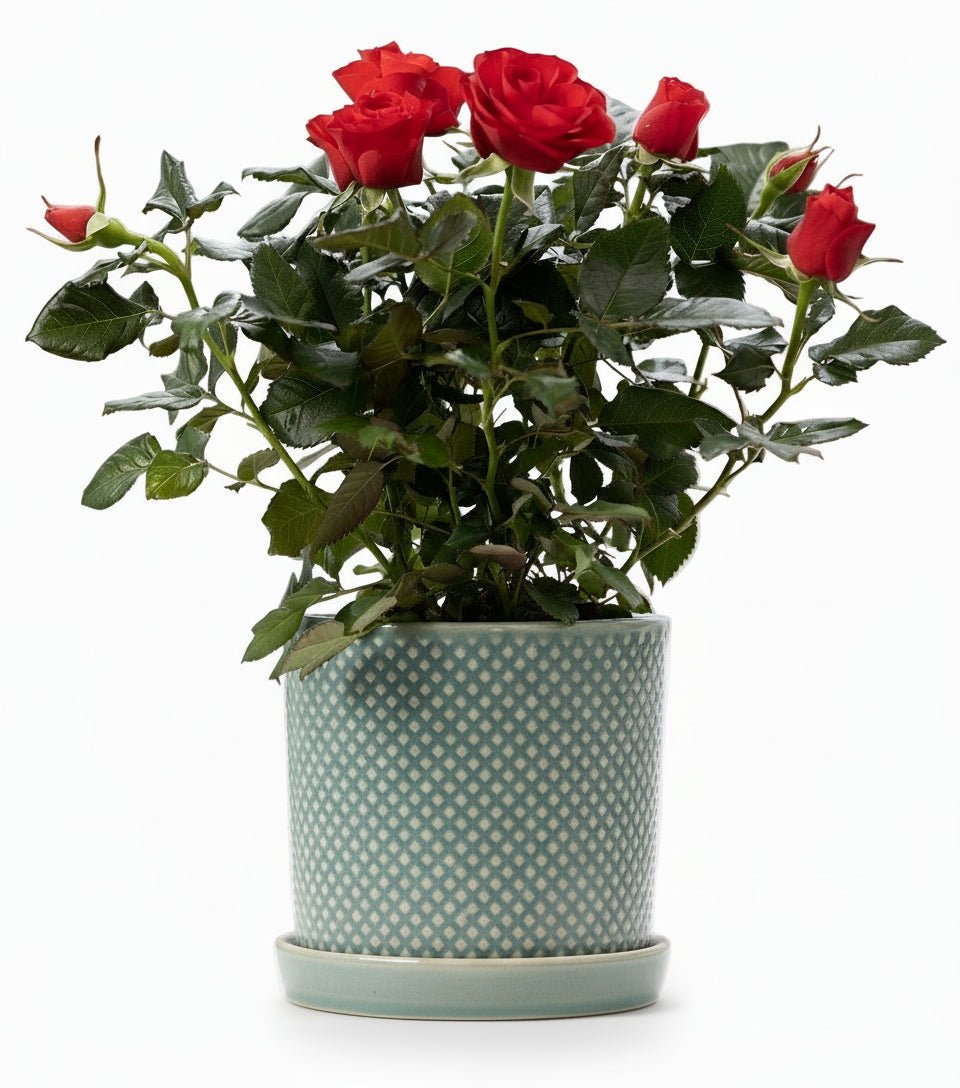 Rosal enano rojo — Ø12 x H30 cm — Listo para colocar — Cerámica verde - Verdeia - 1