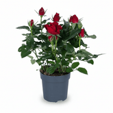 Rosier Rouge H45 cm | Pot Ø17 cm - Verdeia - 1