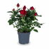 Rosier Rouge H45 cm | Pot Ø17 cm - Verdeia - 1