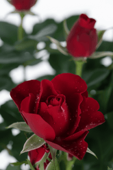 Rosal Rojo H45 cm | Maceta Ø17 cm - Verdeia - 2