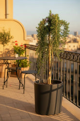 Rosmarinus officinalis &