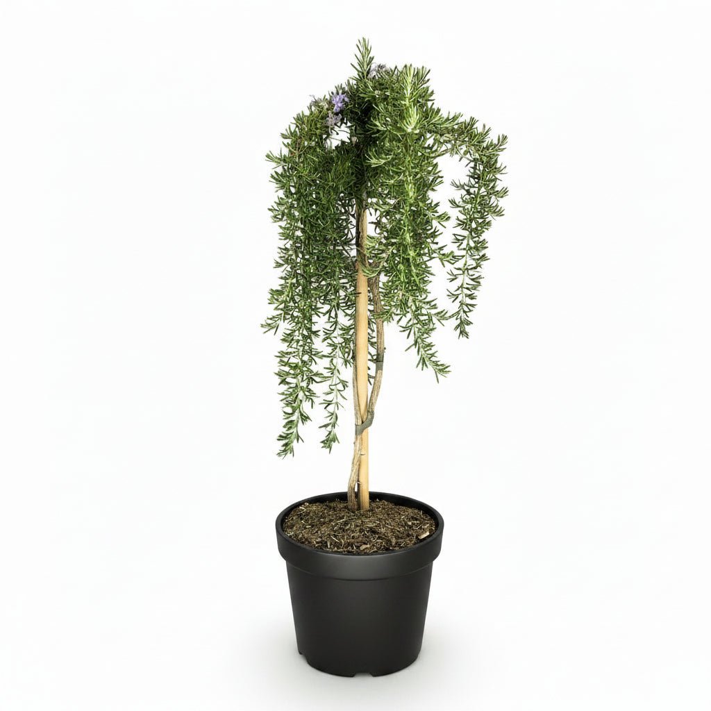 Rosmarinus officinalis &