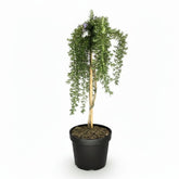 Rosmarinus officinalis &