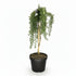 Rosmarinus officinalis &