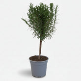 Rosmarinus officinalis — Romero en tallo — Ø14 cm — H45 cm - Verdeia - 1