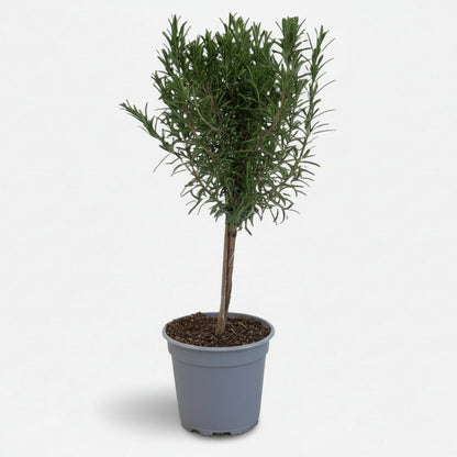 Rosmarinus officinalis — Romero en tallo — Ø14 cm — H45 cm - Verdeia - 1