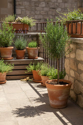 Rosmarinus officinalis — Romero en tallo — Ø14 cm — H45 cm - Verdeia - 5