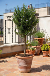 Rosmarinus officinalis — Romero en tallo — Ø14 cm — H45 cm - Verdeia - 6