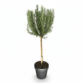 Rosmarinus officinalis (Romarin sur tige) - Verdeia - 7