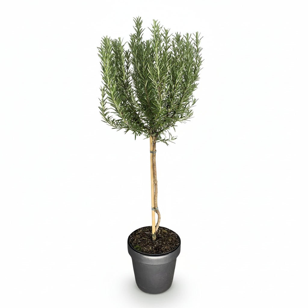 Rosmarinus officinalis (Romarin sur tige) - Verdeia - 7
