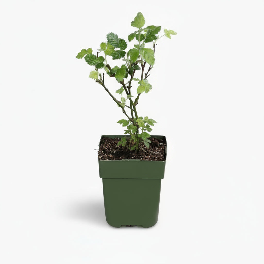 Rubus fruticosus ‘Black Satin’ – Moral sin espinas ecológico – D13cm x A45cm - Verdeia - 2