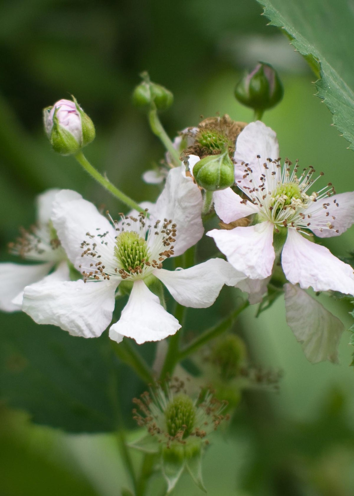 Rubus fruticosus ‘Thornless Evergreen’ – Jeżyna bezkolcowa – D13 cm x H45 cm - Verdeia - 3
