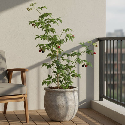 Rubus fruticosus ‘Thornless Evergreen’ – Mûrier sans épines – D13cm x H45cm - Verdeia