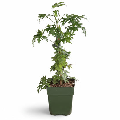 Rubus fruticosus ‘Thornless Evergreen’ – Mûrier sans épines – D13cm x H45cm - Verdeia