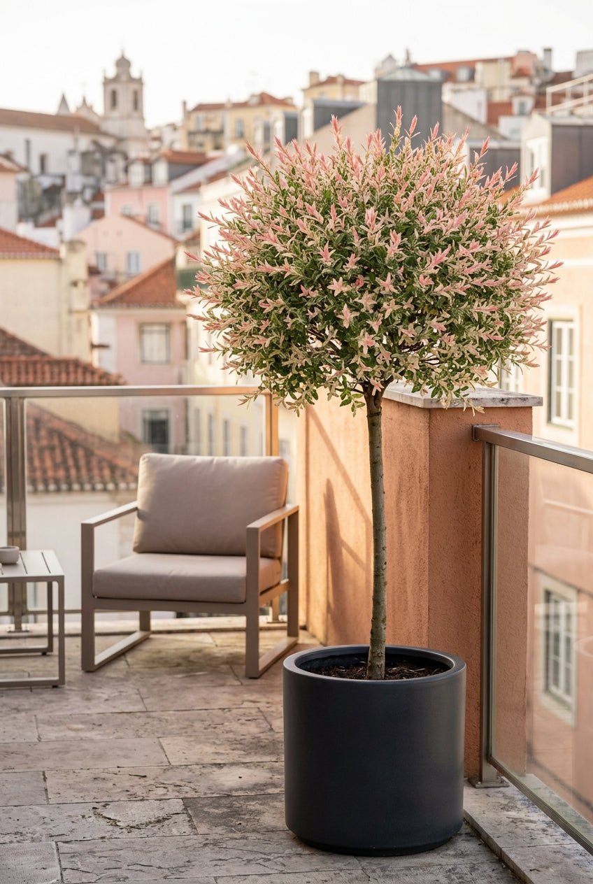 Salix integra &
