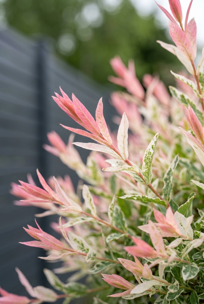 Salix integra &