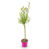 Salix integra &