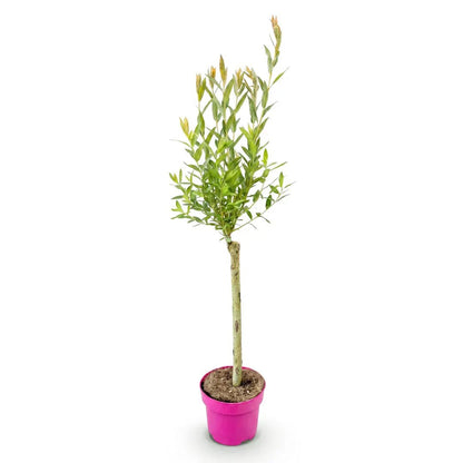 Salix integra &