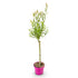 Salix integra &