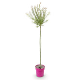 Salix integra &