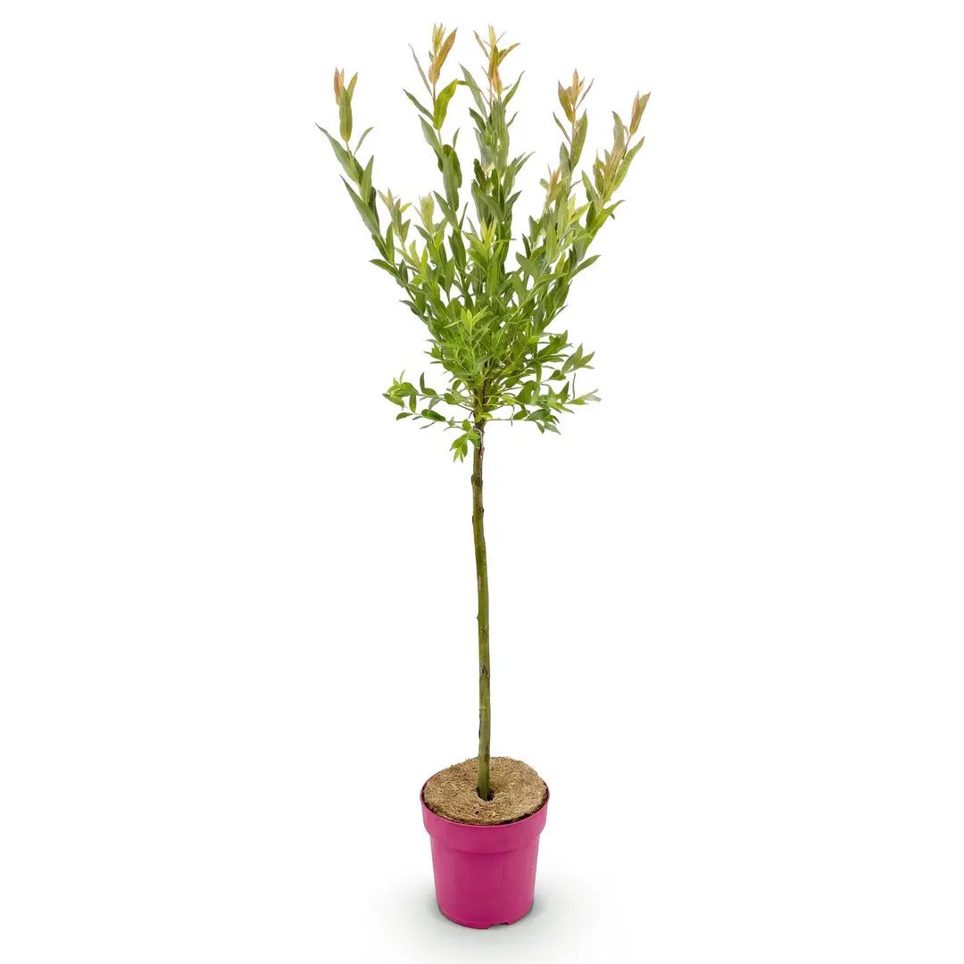 Salix integra &