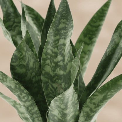 Sansevieria Aubrytniana ‘Dragon’ – Langue de dragon – D14 x H55 cm - Verdeia