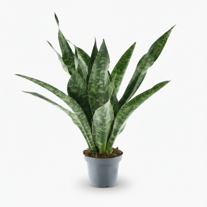 Sansevieria Aubrytniana ‘Dragon’ – Langue de dragon – Ø14cm – ↕55cm - Verdeia