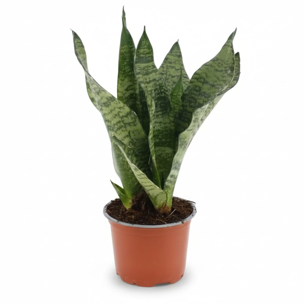 Sansevieria Black Coral — Bogenhanf