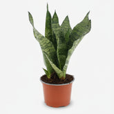 Sansevieria &