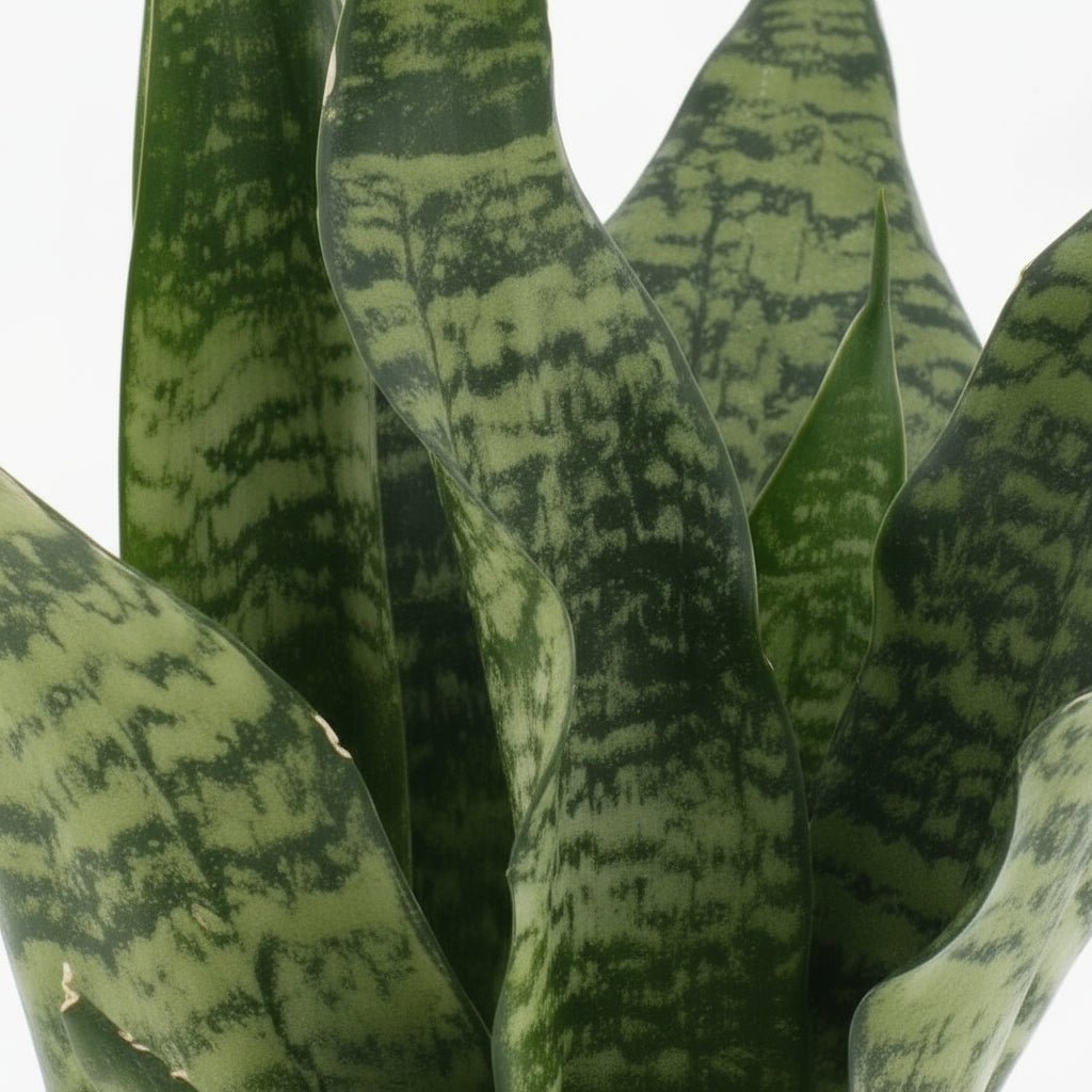 Sansevieria ‘Black Coral’ — Langue de belle - mère - Verdeia