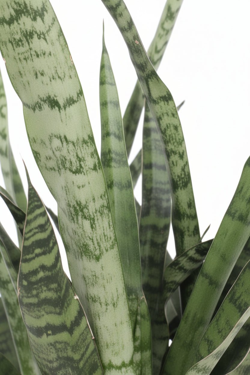 Sansevieria &