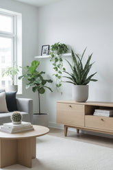Sansevieria &