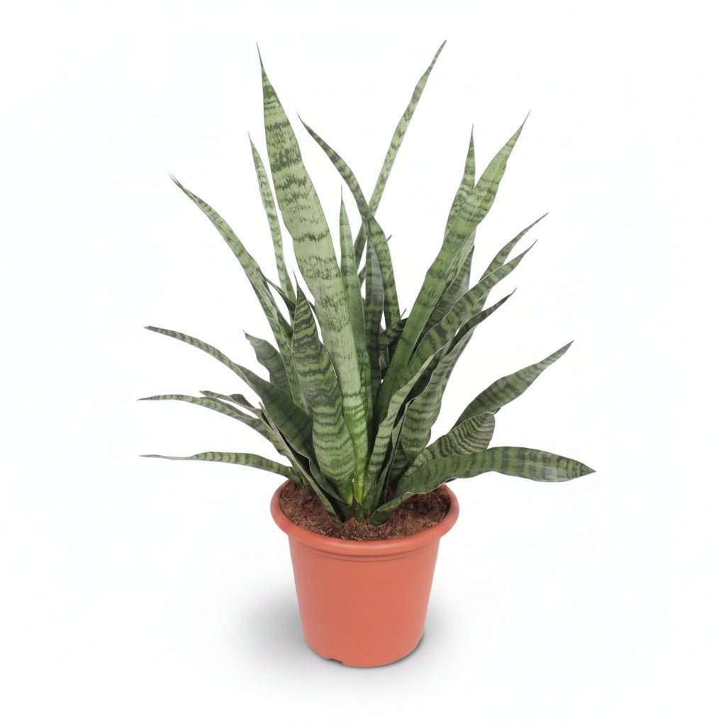 Sansevieria &